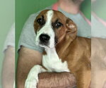Bonfire available 10/24 - Female Labbe Dog for Adoption - Small photo