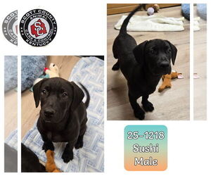 Labrador Retriever-Unknown Mix Dogs for adoption in Georgetown, KY, USA