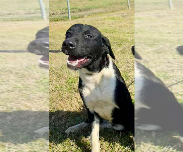 Medium Photo #4 Mutt Puppy For Sale in Abbeville, LA, USA