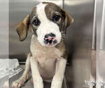 Small Retriever Mix