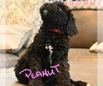 Small Photo #3 Poodle (Standard) Puppy For Sale in SPLENDORA, TX, USA