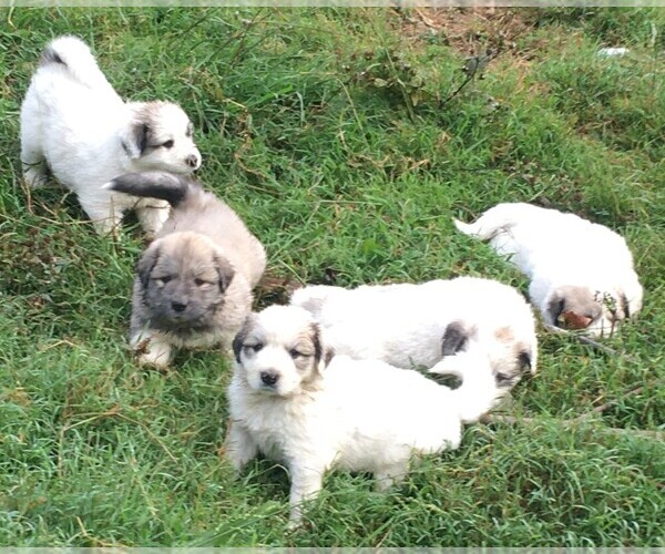 Medium Photo #7 Great Pyrenees Puppy For Sale in FRAKES, KY, USA