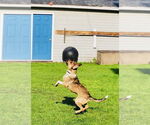 Small #2 Bullboxer Pit