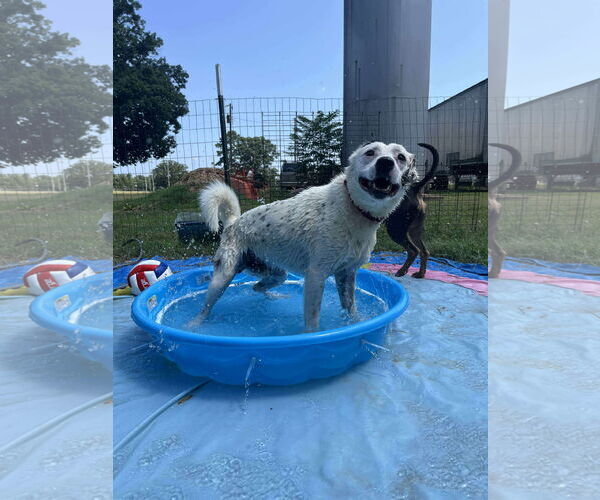 Medium Photo #5 English Setter-Labrador Retriever Mix Puppy For Sale in Rustburg, VA, USA