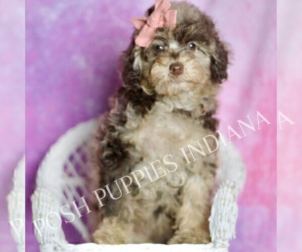 Medium Photo #6 Poodle (Miniature) Puppy For Sale in WARSAW, IN, USA