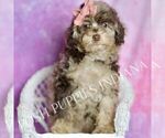 Small #5 Poodle (Miniature)