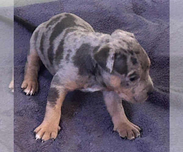 Medium Photo #1 American Bully Puppy For Sale in TRENTON, NJ, USA