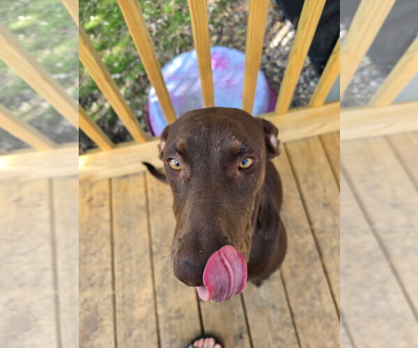 Medium Photo #5 Doberman Pinscher-Unknown Mix Puppy For Sale in Minneaoplis, MN, USA