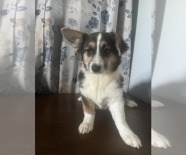 Medium Photo #52 Aussie-Corgi Puppy For Sale in DURHAM, CT, USA