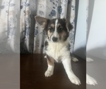 Small #51 Aussie-Corgi