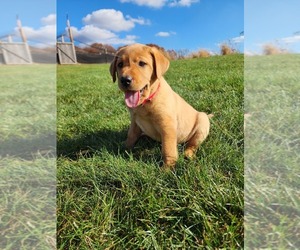 Labrador Retriever Puppy for sale in CARROLLTON, OH, USA