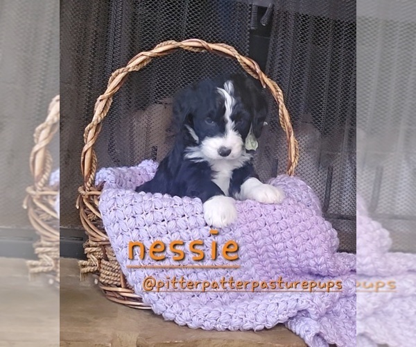 Medium Photo #1 Bernedoodle Puppy For Sale in TEMPLE, GA, USA