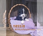 Image preview for Ad Listing. Nickname: Nessie