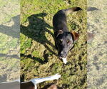 Small #3 Mutt