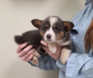Pembroke Welsh Corgi Puppy for sale in MILTON, WI, USA