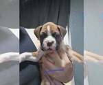 Small #1 Boxer