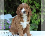 Small #3 Cavapoo