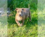 Small #7 Mutt