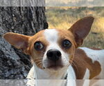 Bernard - Male Chihuahua Dog for Adoption - Small photo