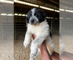 Anatolian Shepherd-Maremma Sheepdog Mix Puppy for sale in LOWGAP, NC, USA