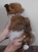 Small #2 Pomeranian-Poodle (Toy) Mix
