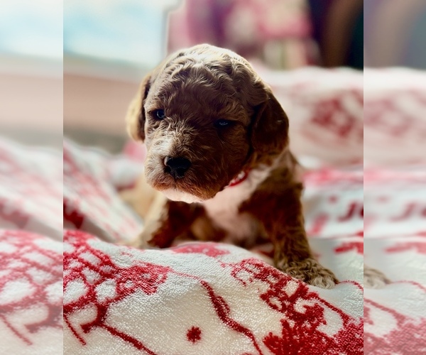 Medium Photo #1 Goldendoodle (Miniature) Puppy For Sale in SAINT MARYS, KS, USA