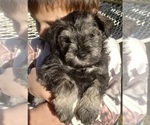 Puppy 3 Affenpinscher-Miniature Schnauzer Mix