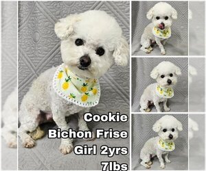 Bichon Frise Dogs for adoption in Seattle, WA, USA
