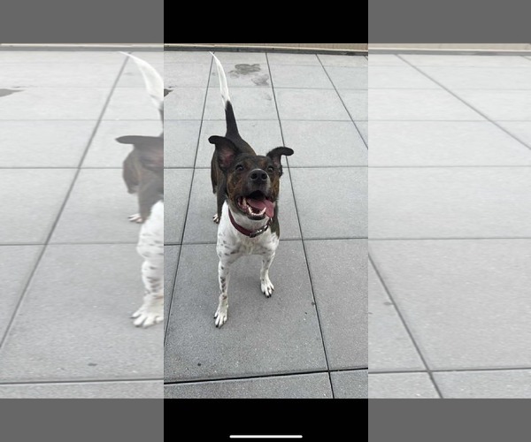 Medium Photo #1 Pointer-Unknown Mix Puppy For Sale in Westwood, NJ, USA