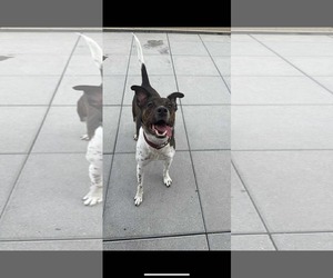 Pointer-Unknown Mix Dogs for adoption in Westwood, NJ, USA