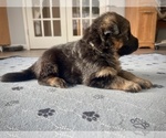 Small Photo #6 German Shepherd Dog Puppy For Sale in MAPLE GROVE, MN, USA