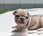 Small Photo #5 Pug Puppy For Sale in PALM COAST, FL, USA