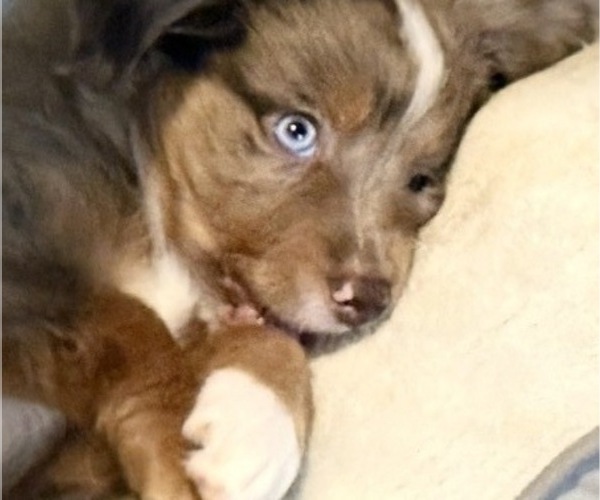 Medium Photo #7 Miniature Australian Shepherd Puppy For Sale in FORT MYERS, FL, USA