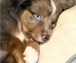 Small #6 Miniature Australian Shepherd
