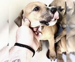 Small Redbone Coonhound Mix