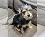 Small #1 Miniature Pinscher Mix