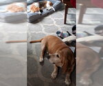 Small #3 Basset Hound