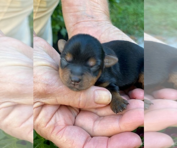 Medium Photo #2 Yorkshire Terrier Puppy For Sale in CORNERSVILLE, TN, USA