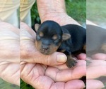 Small Photo #2 Yorkshire Terrier Puppy For Sale in CORNERSVILLE, TN, USA