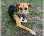 Small #6 Beagle Mix