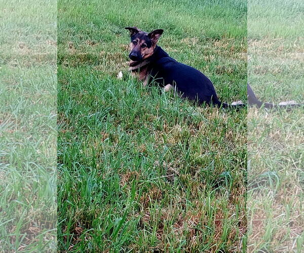 Medium Photo #4 German Shepherd Dog Puppy For Sale in Albany, OR, USA