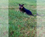 Small #3 German Shepherd Dog