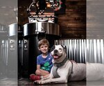 Small Photo #8 American Pit Bull Terrier Puppy For Sale in Spotsylvania, VA, USA