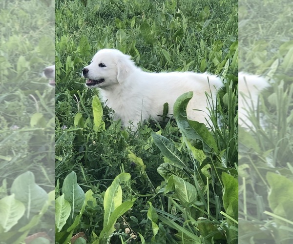 Medium Photo #1 Great Pyrenees Puppy For Sale in PENROSE, CO, USA