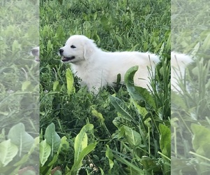 Great Pyrenees Puppy for sale in PENROSE, CO, USA