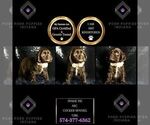 Small Photo #109 Cocker Spaniel Puppy For Sale in WARSAW, IN, USA