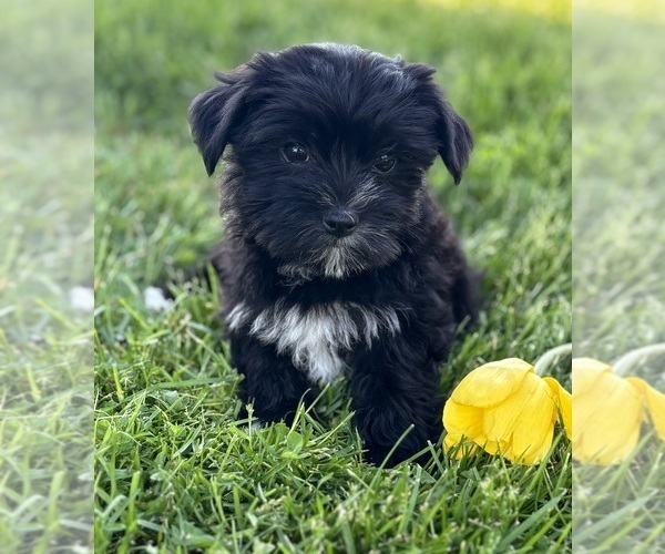 Medium Photo #8 Morkie Puppy For Sale in ROCK STREAM, NY, USA