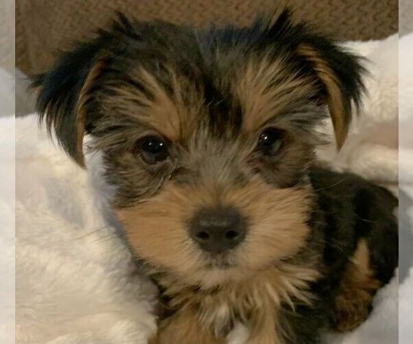 Medium Photo #4 Yorkshire Terrier Puppy For Sale in LAYTON, UT, USA