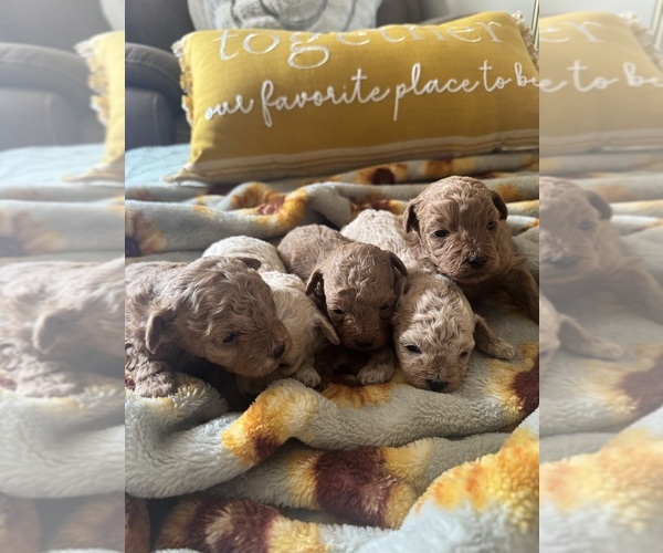Medium Photo #2 Poodle (Toy) Puppy For Sale in LIVE OAK, FL, USA