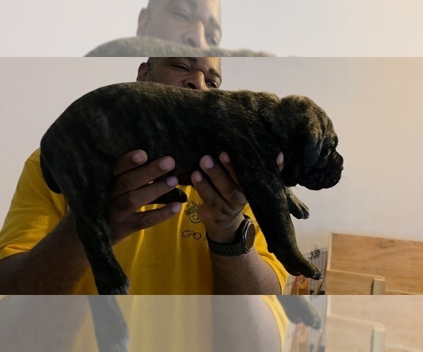 Medium Photo #5 Cane Corso Puppy For Sale in SAINT AUGUSTINE, FL, USA